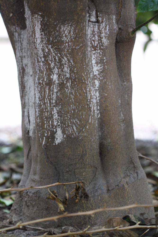                 Bark (Doctor Strong, Riverside, CA)       